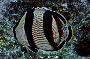 Banded Butterfly fish by Stephen Hamedl 